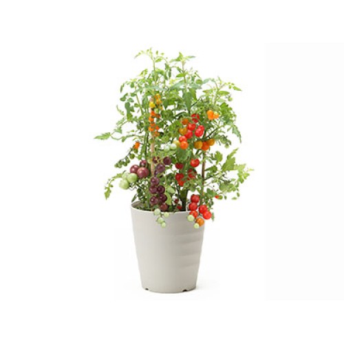 Mini tomato 3 color mix